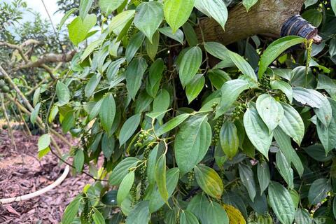 Giá tiêu hôm nay 17/4/2026: Lặng sóng