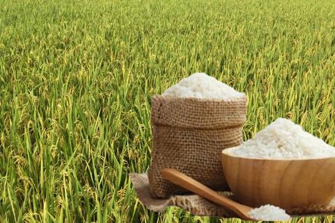 Giá lúa gạo hôm nay ngày 23/5/2026: Gạo thơm dẻo xuất khẩu neo cao