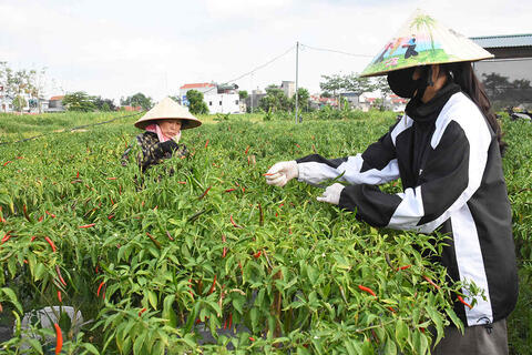 Ớt chỉ thiên chín đỏ trên cánh đồng ở Quảng Ninh, người dân tranh thủ kiếm thêm thu nhập
