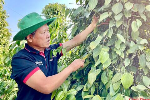 Giá tiêu hôm nay 15/7/2026: Đảo chiều tăng mạnh 2.000 - 3.000 đồng/kg