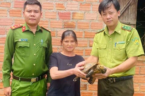 Người dân tự nguyện giao nộp rùa núi vàng nặng hơn 3kg