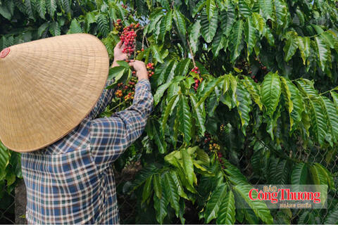 Giá cà phê hôm nay 7/9/2026: Cao nhất 94.700 đồng/kg