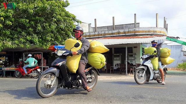 Người Cà Mau thu nhập khá từ nghề tải lúa trong mùa khô hạn - Ảnh 13. Người Cà Mau thu nhập khá từ nghề tải lúa trong mùa khô hạn - Ảnh 13.