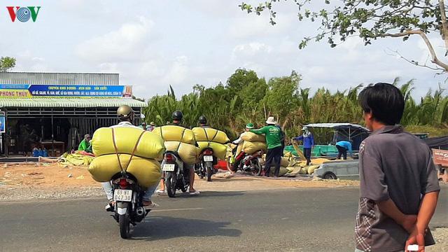 Người Cà Mau thu nhập khá từ nghề tải lúa trong mùa khô hạn - Ảnh 8. Người Cà Mau thu nhập khá từ nghề tải lúa trong mùa khô hạn - Ảnh 8.