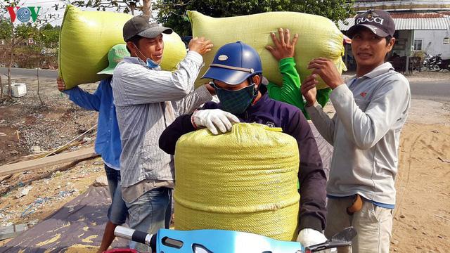 Người Cà Mau thu nhập khá từ nghề tải lúa trong mùa khô hạn - Ảnh 11. Người Cà Mau thu nhập khá từ nghề tải lúa trong mùa khô hạn - Ảnh 11.