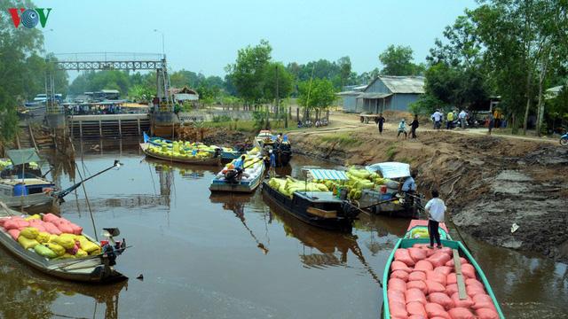 Người Cà Mau thu nhập khá từ nghề tải lúa trong mùa khô hạn - Ảnh 3. Người Cà Mau thu nhập khá từ nghề tải lúa trong mùa khô hạn - Ảnh 3.