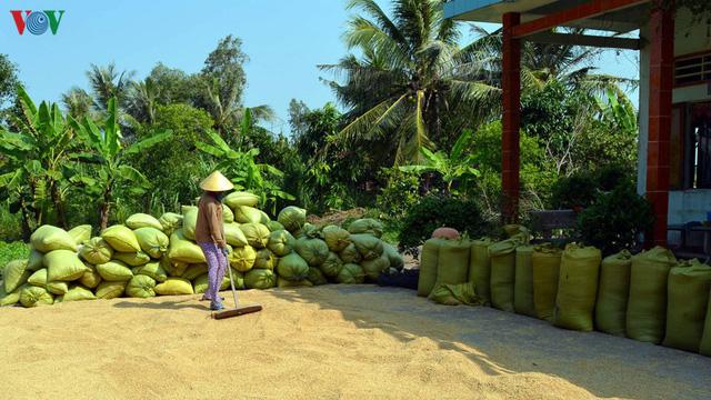 Người Cà Mau thu nhập khá từ nghề tải lúa trong mùa khô hạn - Ảnh 15. Người Cà Mau thu nhập khá từ nghề tải lúa trong mùa khô hạn - Ảnh 15.