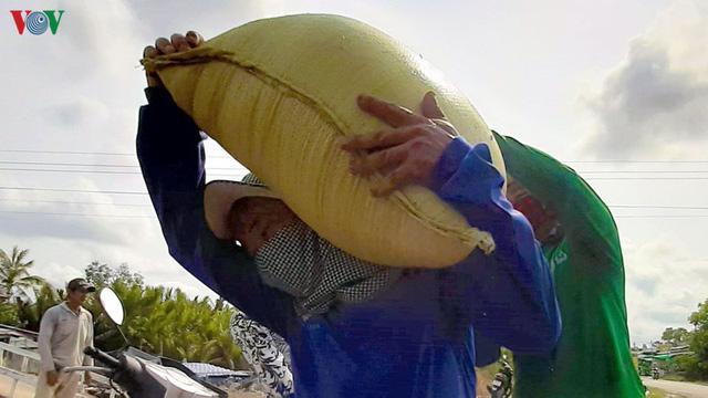 Người Cà Mau thu nhập khá từ nghề tải lúa trong mùa khô hạn - Ảnh 14. Người Cà Mau thu nhập khá từ nghề tải lúa trong mùa khô hạn - Ảnh 14.