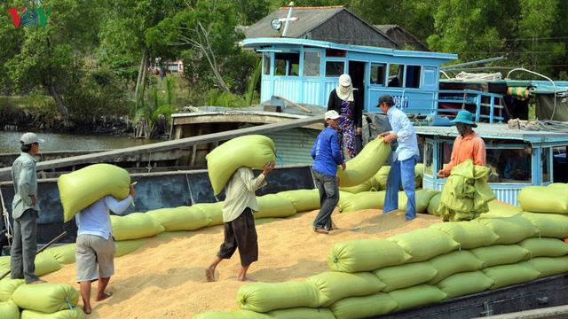 Người Cà Mau thu nhập khá từ nghề tải lúa trong mùa khô hạn - Ảnh 10. Người Cà Mau thu nhập khá từ nghề tải lúa trong mùa khô hạn - Ảnh 10.