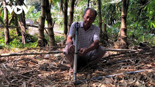 Làm giàu từ trồng măng tre trên đất mặn ở Cà Mau - Ảnh 1. Làm giàu từ trồng măng tre trên đất mặn ở Cà Mau - Ảnh 1.