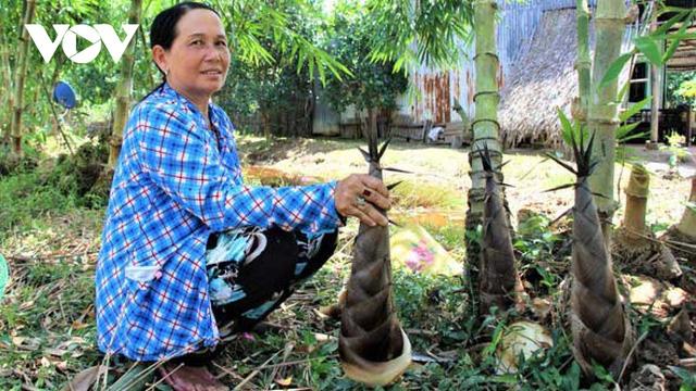Làm giàu từ trồng măng tre trên đất mặn ở Cà Mau - Ảnh 2. Làm giàu từ trồng măng tre trên đất mặn ở Cà Mau - Ảnh 2.