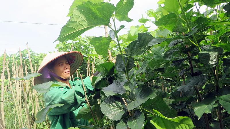Gỡ khó cho nghề dâu tằm Lâm Đồng