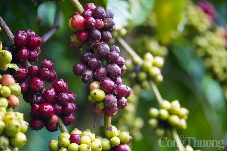 Giá cà phê Robusta cũng tăng gần 16%, đạt 4.866 USD/tấn, mức cao nhất trong hơn ba tháng qua.