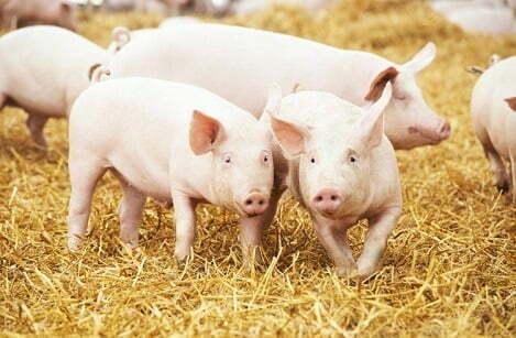 Giá heo hơi hôm nay 26/8/2025: Giảm ở một số nơi