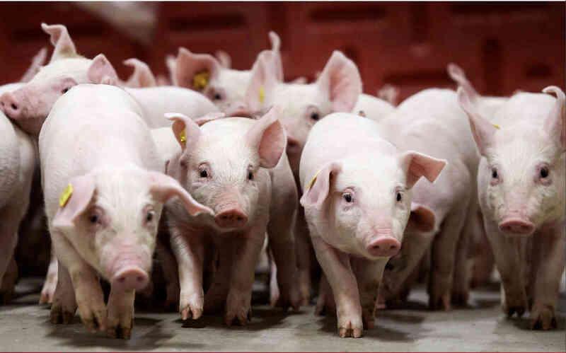Giá heo hơi hôm nay 28/8/2025: Miền Trung, miền Nam giảm mạnh - 2