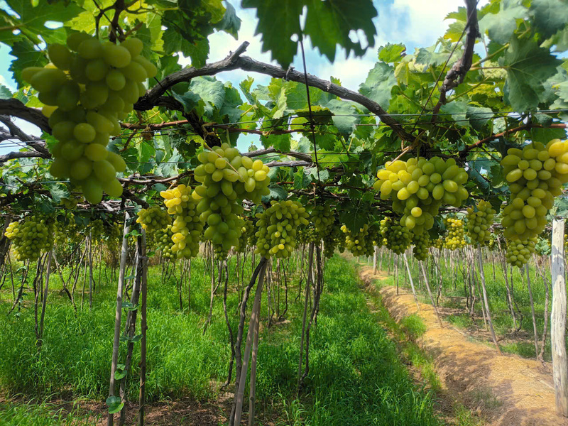 Vườn nho của Hợp tác xã kinh doanh dịch vụ Xuân Hải. Ảnh: NVCC