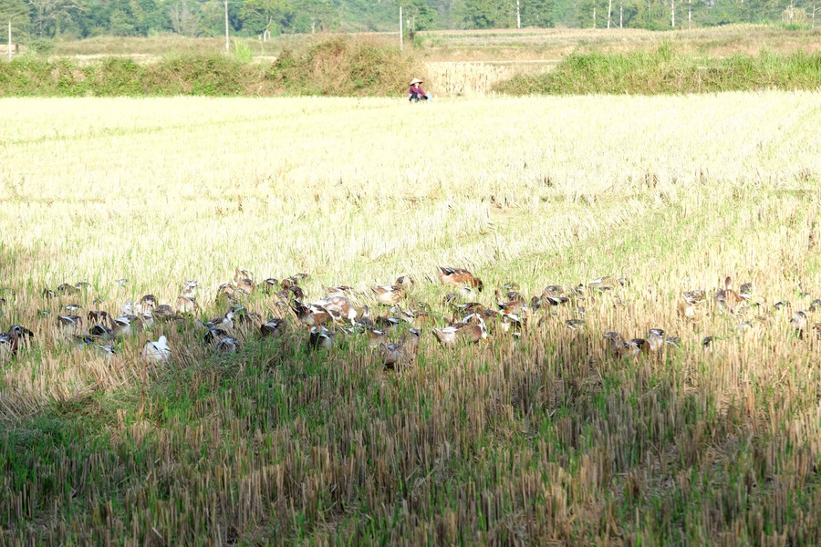 Xã Đình Phong là một trong những địa phương có tổng đàn vịt Trùng Khánh lớn trên địa bàn tỉnh. vit-co-trung-khanh-dinh-phong-3.jpg