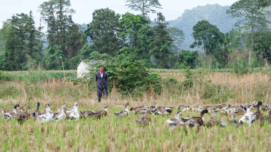 Gia đình ông Lục Văn Phong, xóm Bản Luông - Nà Sa, xã Đình Phong, hiện nuôi 400 con vịt thả đồng.