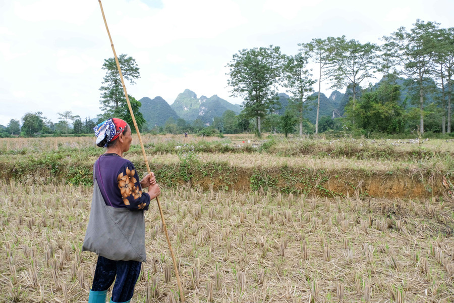 Thời điểm này, nhiều hộ dân trên địa bàn tỉnh Cao Bằng đang chăn vịt thả đồng để tận dụng nông sản rơi vãi trên cánh đồng. vit-co-trung-khanh-dinh-phong-2.jpg