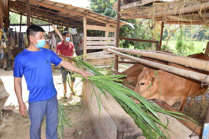 Người dân bản Chiến, xã Mường La trồng cỏ voi nuôi gia súc nhốt chuồng. Ảnh: Trường Sơn