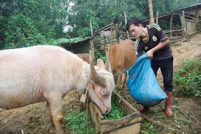 Người dân vùng cao Sơn La chống rét cho cây trồng, vật nuôi