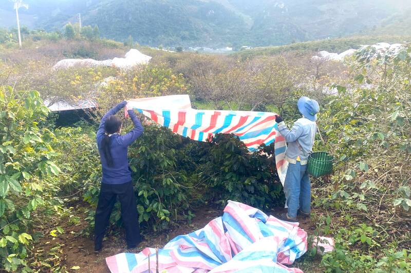 Người dân bản Muông Yên, phường Chiềng Cơi che chắn cho cây cà phê khi xuất hiện sương muối, băng giá. Ảnh: Trường Sơn