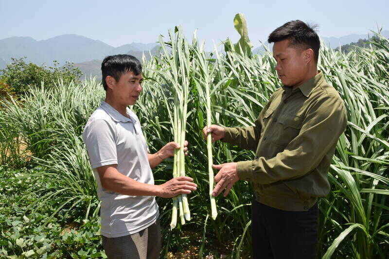 Người dân bản Lướt, xã Ngọc Chiến chuẩn bị cỏ voi để dự trữ cho gia súc khi rét đận, rét hại. Ảnh: Trường Sơn