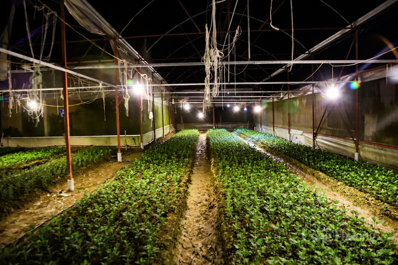 Còn hơn một tháng nữa mới đến tết Nguyên đán, tại làng hoa thôn Xuân Sơn (xã Toàn Lưu, Hà Tĩnh), các nhà màng bắt đầu chong đèn, ngăn cây ra hoa sớm và kéo dài thân cành, đảm bảo hoa nở đúng vào dịp Tết Nguyên đán.