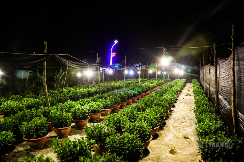 Theo thống kê, năm nay làng hoa Xuân Sơn đưa vào sản xuất khoảng 3,5 ha hoa cúc phục vụ thị trường Tết.