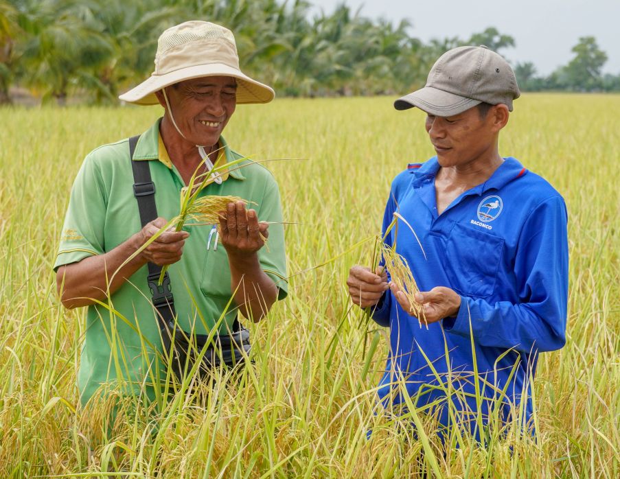 Mở đầu vụ thu hoạch, niềm vui hiện rõ trên gương mặt của những người nông dân kỳ cựu. Giống lúa ST25 – “top” đầu thế giới – một lần nữa khẳng định giá trị trên đất Cần Thơ. Ông Lê Minh Chí (trái) – Tổ trưởng Tổ hợp tác 30/4 cùng thành viên kiểm tra những bông lúa ST25 chín vàng, hạt chắc mẩy. “Cây lúa ST25 rất cứng cáp, kháng bệnh tốt nên chi phí phân thuốc giảm đáng kể“, ông Chí phấn khởi cho biết.