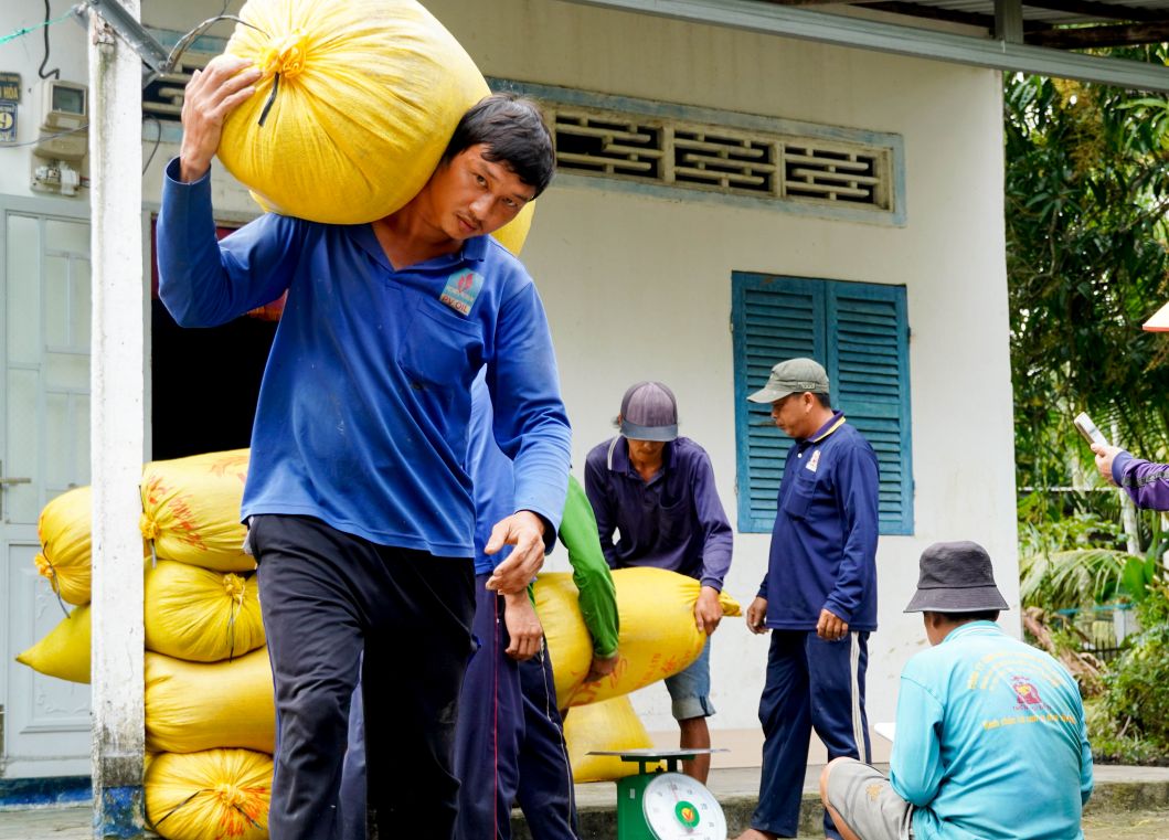 Ông Đỗ Văn Đáng nông dân ấp Đắc Thế, xã Hồ Đắc Kiện (TP Cần Thơ) - cho biết: Giờ trồng giống ST25, được doanh nghiệp ký hợp đồng bao tiêu, giá được chốt trước nên nông dân rất yên tâm. Dù giá thị trường tăng hay giảm, doanh nghiệp vẫn thu mua đúng theo hợp đồng. Sau khi trừ chi phí, lợi nhuận đạt khoảng 5,2 triệu đồng/công