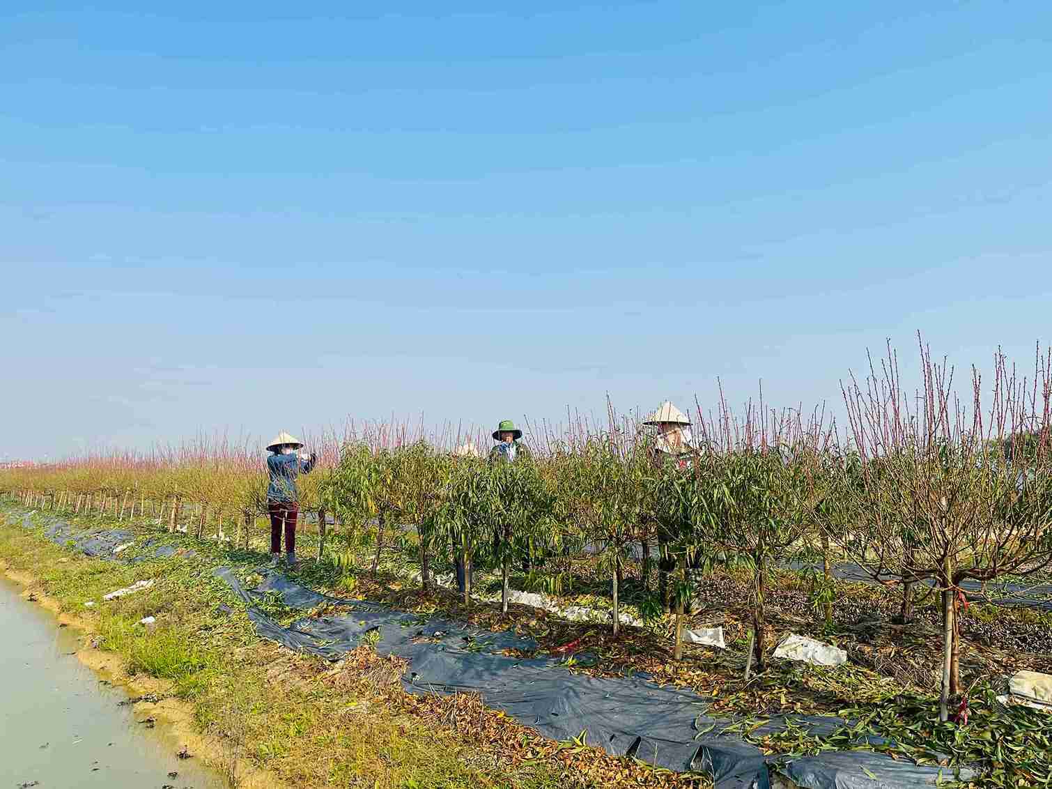 Trên cánh đồng Tân Hưng, TP Hải Phòng công việc tuốt lá kéo dài từ sáng sớm đến chiều muộn. Ảnh: Mai Hương