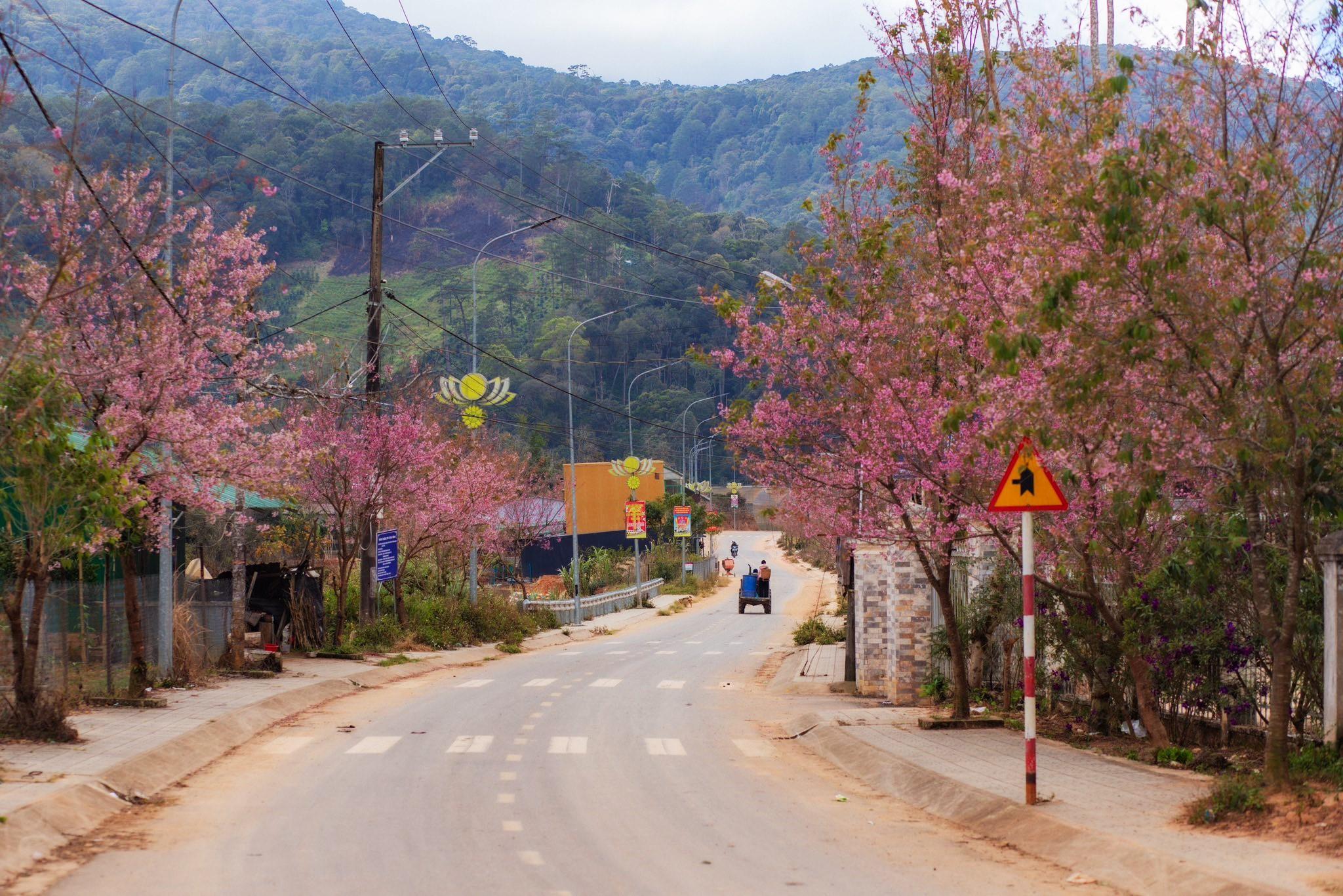 Cung đường QL27C đi qua thôn của người dân tộc K'Ho, nay thường gọi là thôn Đưng Ksi - một trong những buôn làng thu hút nhiếp ảnh gia và du khách check-in mỗi mùa hoa mai anh đào nở. Năm nay, thời tiết đẹp hoa bung nở liên tục ở đây từ sau ngày 20.1. Ảnh: Phạm Kim Nhân