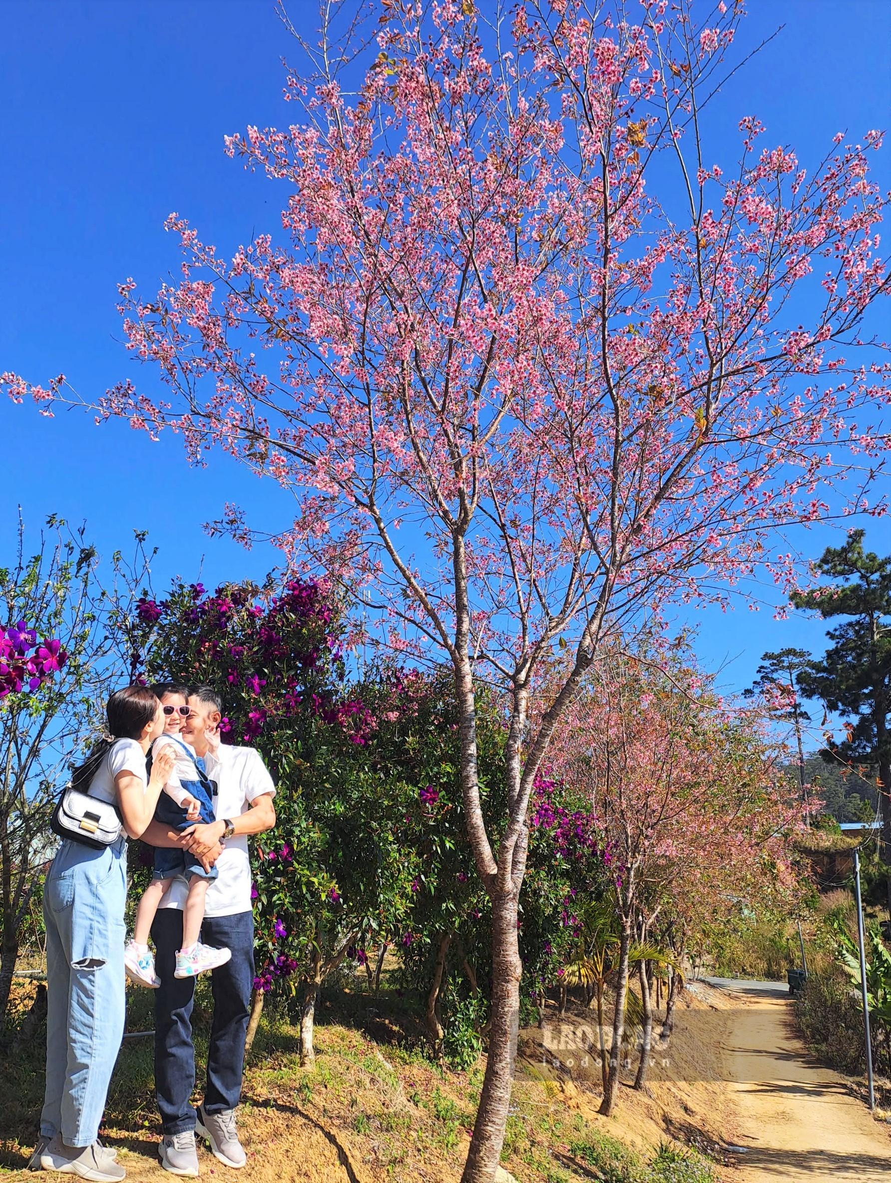 Gia đình chị Nhã Phương từ Cần Thơ lưu trú tại Đà Lạt 3 ngày, trong đó một ngày dành riêng để khám phá mùa mai anh đào trên cung đường QL27C tới Klong Klanh theo hướng đi Nha Trang. Ảnh: Đan Thanh