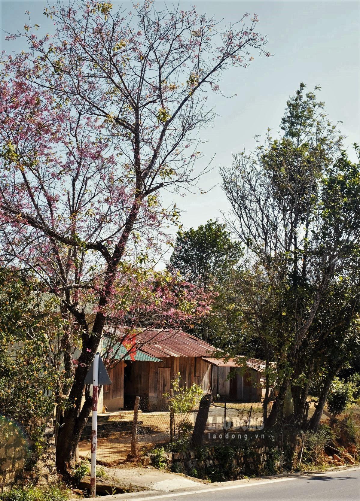 Hầu như các căn nhà dọc đường QL27C đều trồng mai anh đào tuổi đời hơn 10 năm trước cổng nhà. Du khách có thể dừng chân chụp ảnh miễn phí, tuy nhiên chú ý chỗ đậu đỗ xe máy, oto và tránh cản trở giao thông. Ảnh: Đan Thanh
