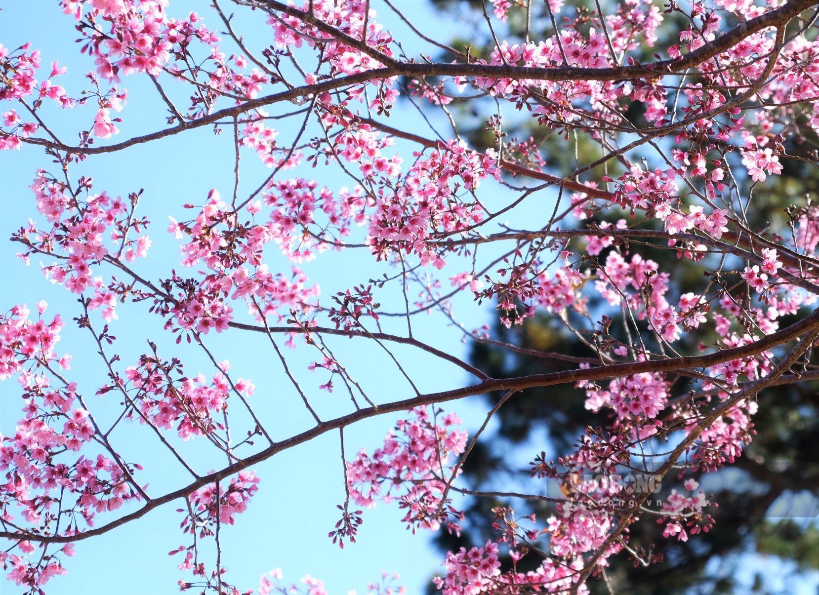 Vẻ đẹp làm say đắm lòng người của mai anh đào kết hợp thời tiết nắng ấm về trưa, se lạnh về tối là khoảng thời gian đẹp nhất năm để du lịch Đà Lạt, Lâm Đồng. Du khách đừng bỏ qua thời điểm này mà hãy lên lịch trình ngay để được đắm mình giữa thiên đường hoa xuân. Ảnh: Đan Thanh