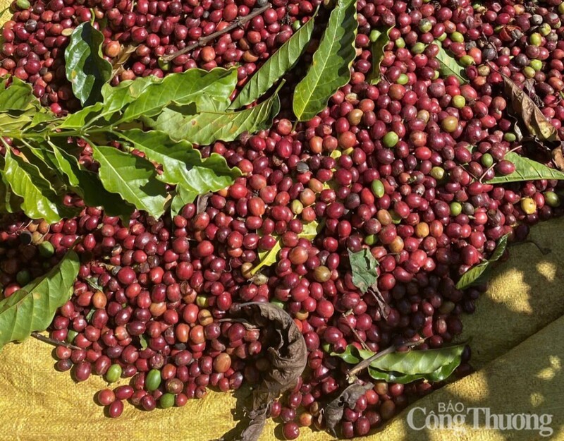 Giá cà phê thế giới tăng cao do lo ngại về nguồn cung.
