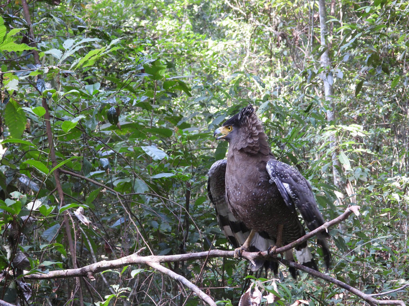 Cá thể Diều hoa Miền điện (Spilornis cheela) được thả về môi trường tự nhiên.