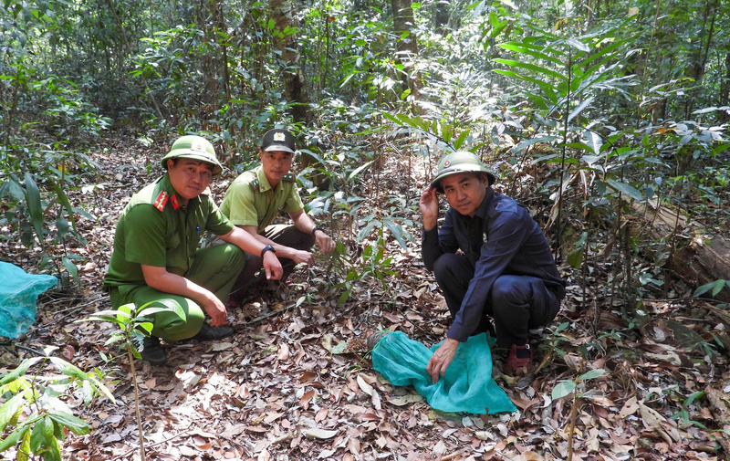 Lực lượng chức năng tiến hành thả các cá thể Tê tê Java (Manis javanica).