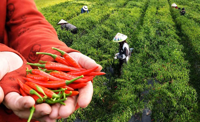 Ớt chỉ thiên chín đỏ trên cánh đồng ở Quảng Ninh, người dân tranh thủ kiếm thêm thu nhập