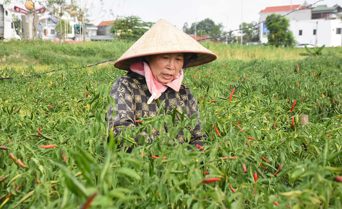 Mặc dù mới đi làm nhưng có ngày bà Hương hái được 21kg ớt, bà kiếm được tiền công 110 nghìn đồng.