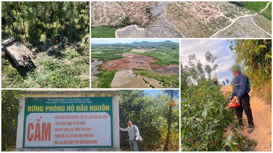 Rừng phòng hộ ở Hà Tĩnh vẫn