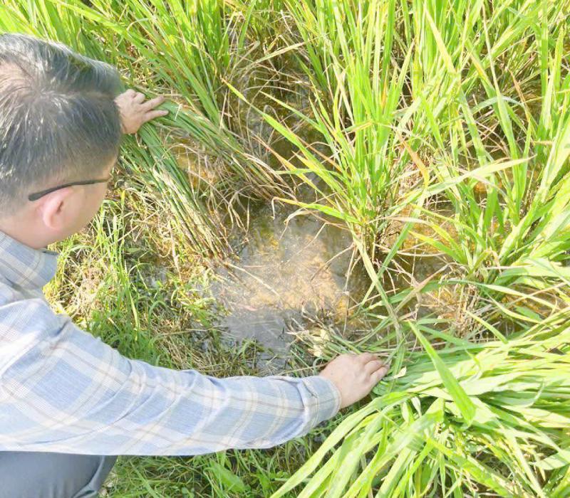 Cán bộ xã Phục Hòa kiểm tra, đánh giá mức độ gây hại của rầy nâu. Ảnh: Xã Phục Hòa