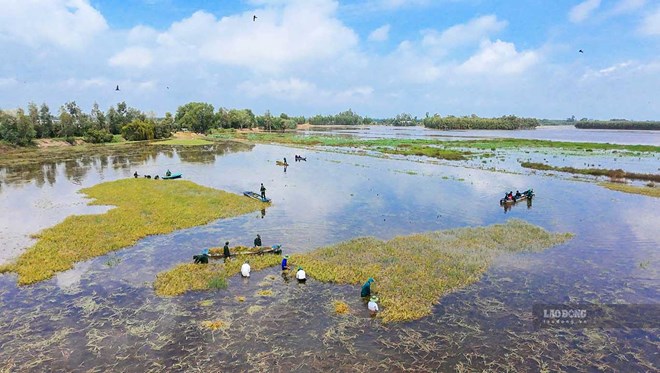 Tây Ninh: Mưa lũ bủa vây vùng Đồng Tháp Mười, nông dân thấp thỏm chờ lũ rút