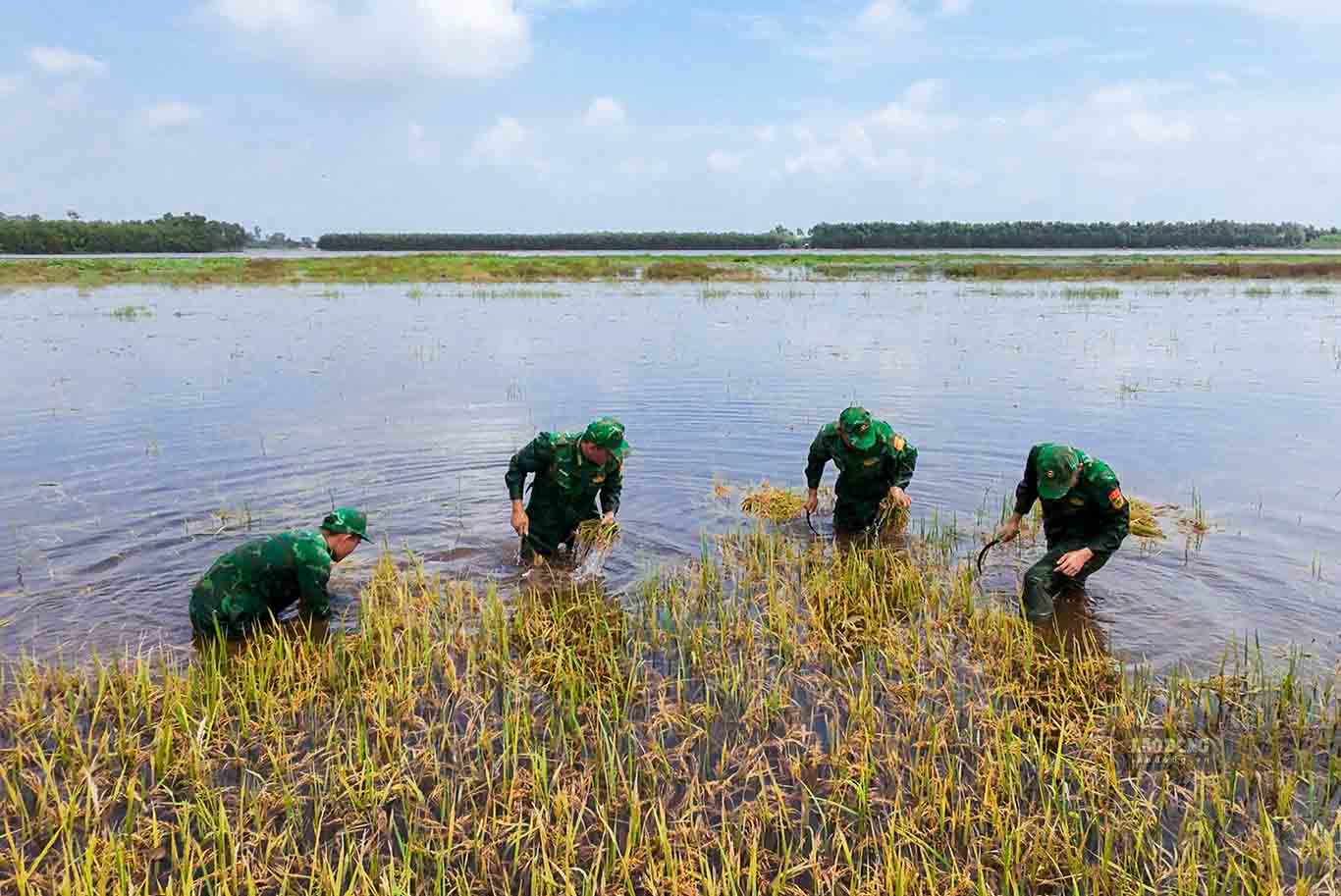 Lực lượng Bộ đội Biên phòng Tây Ninh hỗ trợ giúp dân cắt lúa chạy lũ. Ảnh: Huỳnh Du ngày 7.10.