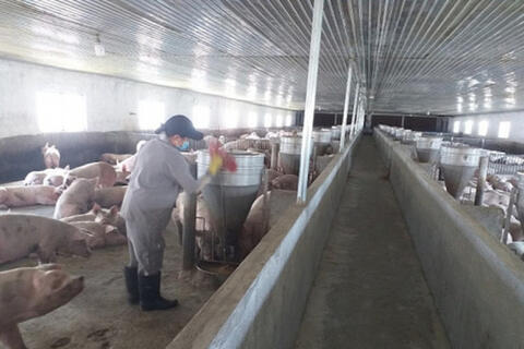 Doanh nghiệp đề xuất "cứu nguy" ngành chăn nuôi
