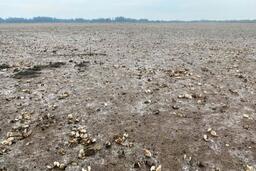80 ha ngao ở Thanh Hóa chết trắng, người nuôi mất hơn 55 tỉ đồng