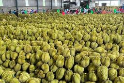Xuất khẩu sầu riêng thông suốt trở lại, sự cố “Vàng O” chỉ cục bộ