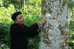 Từ rừng quế xanh, một vùng nghèo đứng dậy