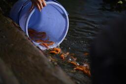 Người dân TPHCM tấp nập về chùa Diệu Pháp thả cá, phóng sinh